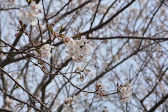 春です(*^-^*)（3月25日）